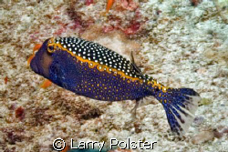 Whitespotted boxfish, male...Southern Atoll, Maldives by Larry Polster 